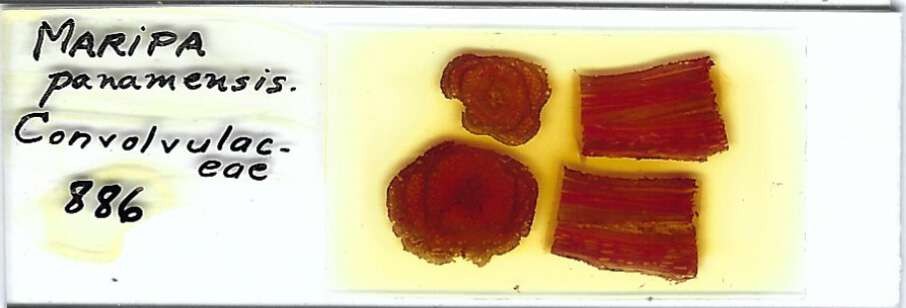 Maripa panamensis Microscope Slide