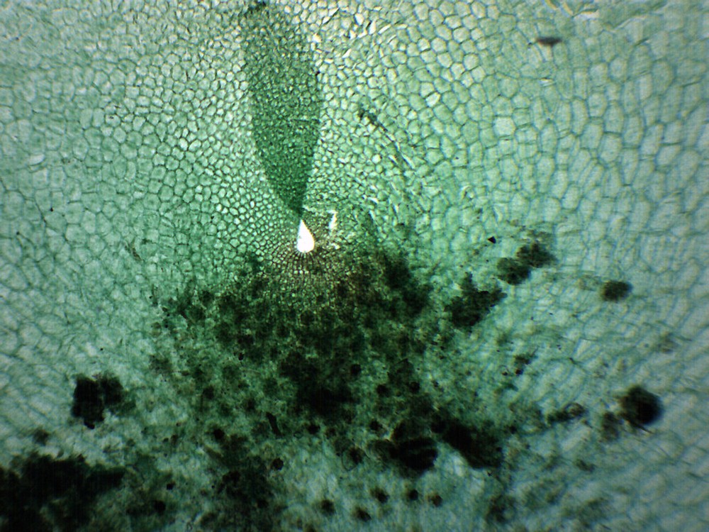Fern Prothallium - Prepared Microscope Slide - 75x25mm - Eisco Labs