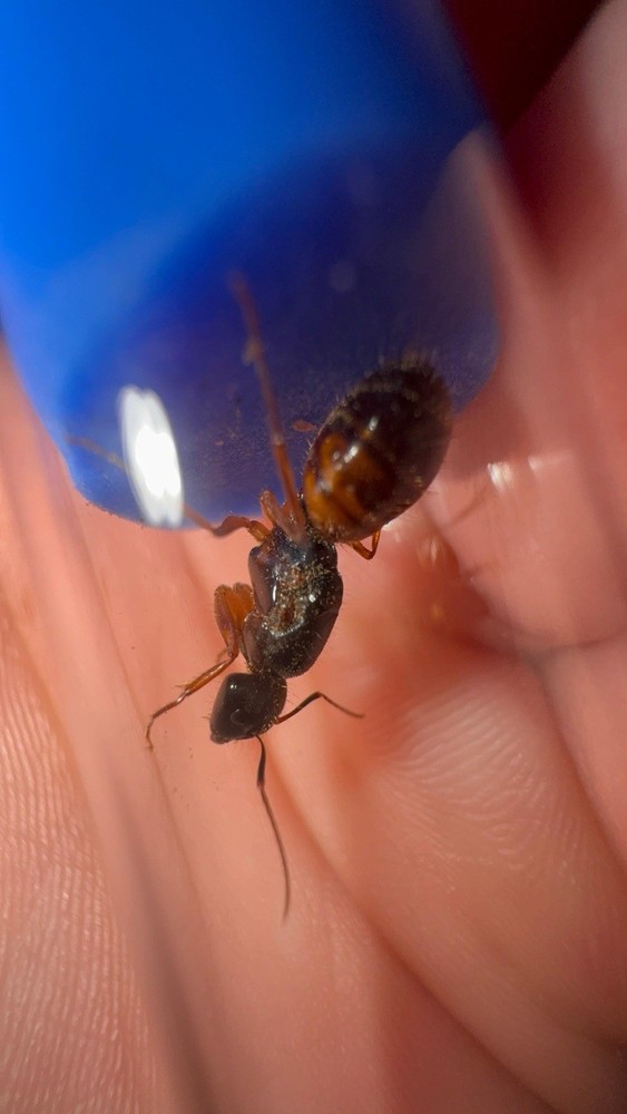Golden Tailed Carpenter Ants