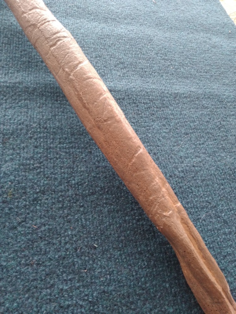 Triceratops Rib with Pathologies! cast replica