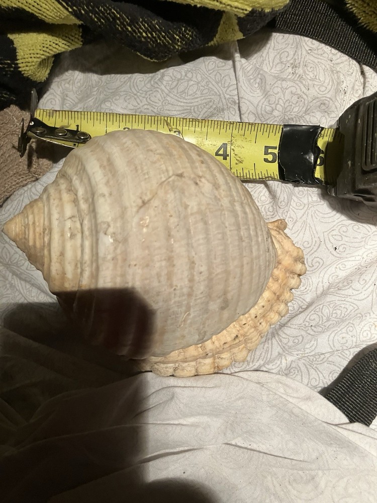 Sea Shell Lot 3 Nice Shells