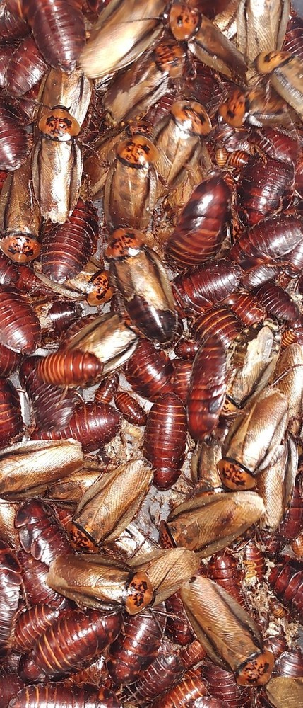 Orange Head Roaches (Eublaberus posticus) 50 Ct Mixed Nymphs