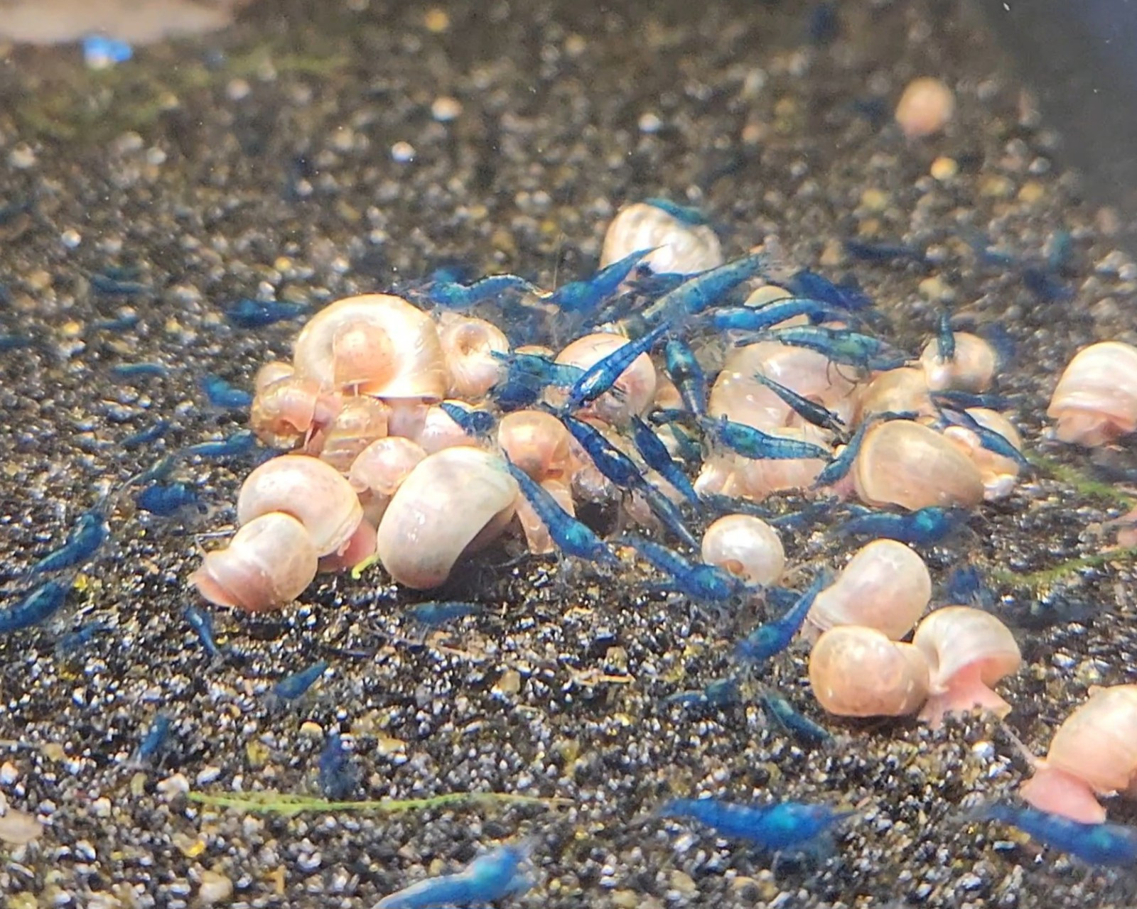 Small Freshwater Cleanup Crew – 2 Plecos, 20 Shrimp, 20 Snails - Algae Eaters