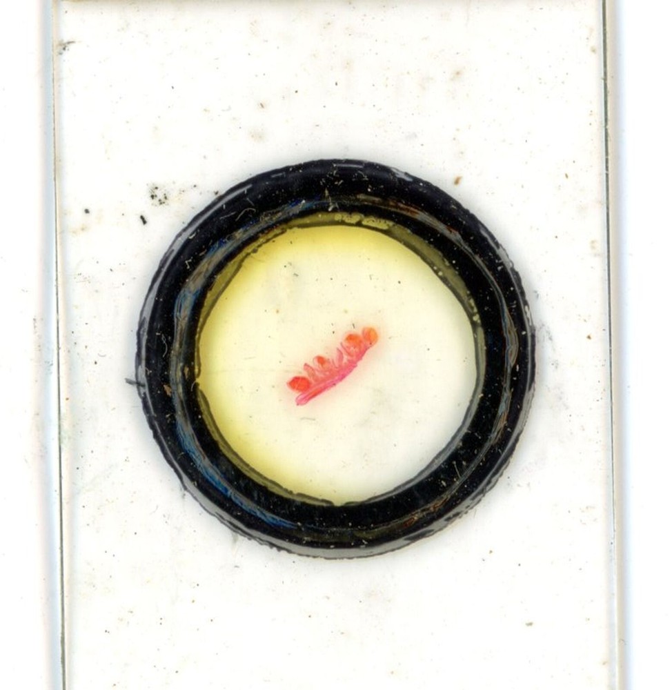 Antique glass Microscope slide Ovary Daffodil sample #11