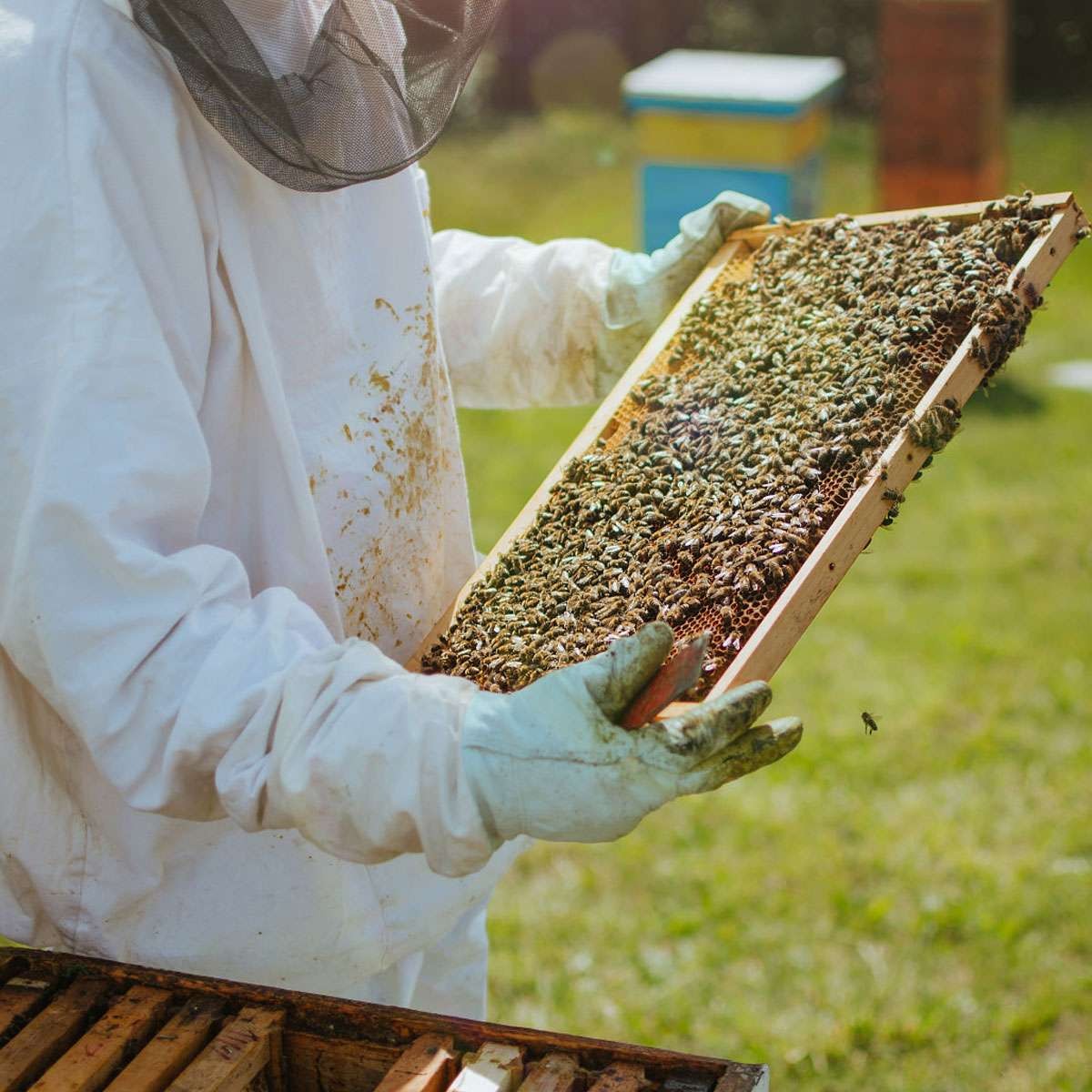 Beekeeping Gloves Goatskin Bee Keeping with Vented Beekeeper Long Sleeve protect