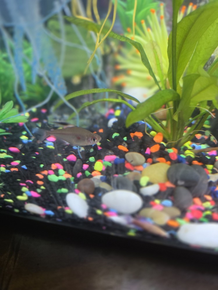 20-Gallon Complete Aquarium Setup (With Fish)