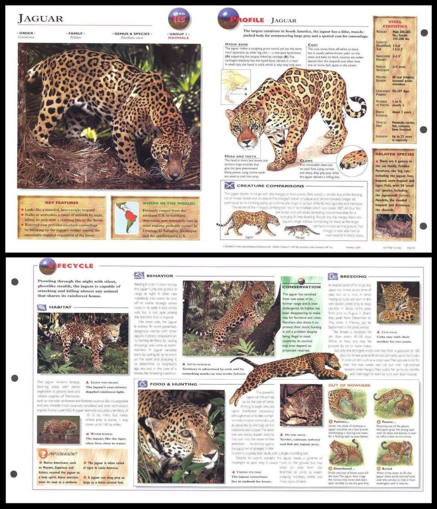 Fold-Out Sheet - Jaguar - 115