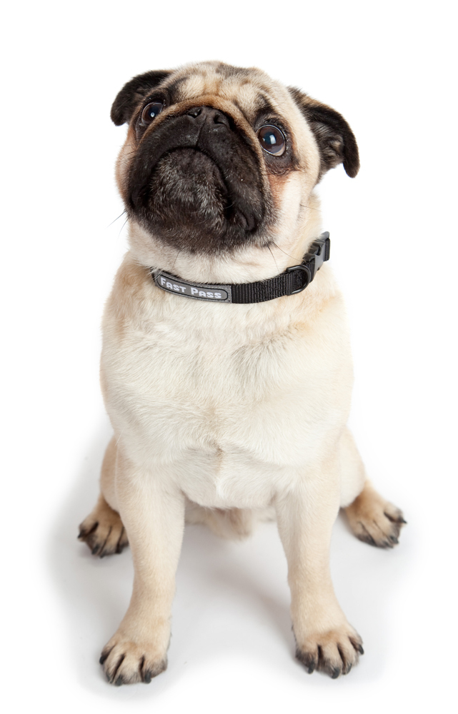 TSA Fast Pass COLLAR Leash Metal free for Airline Traveling Pets