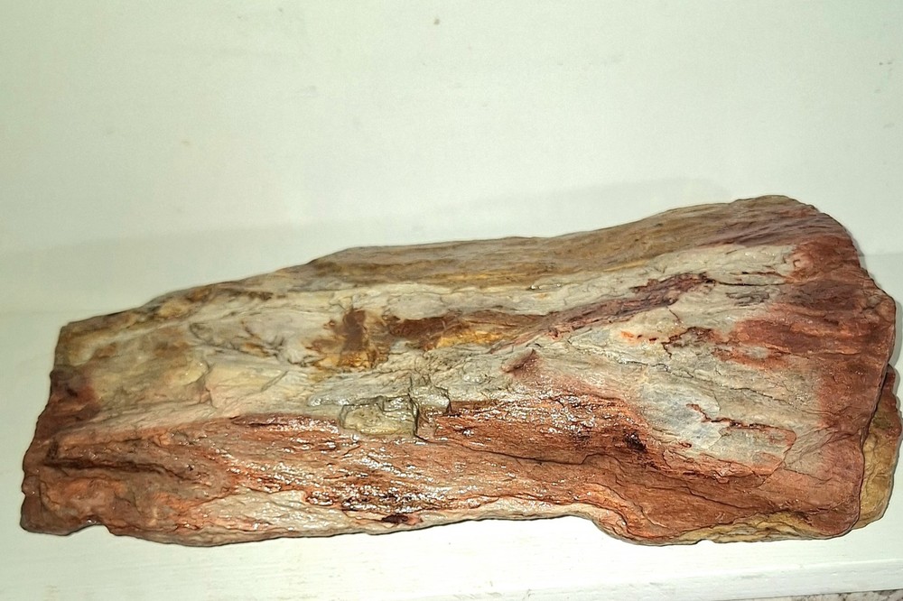 Petrified Wood