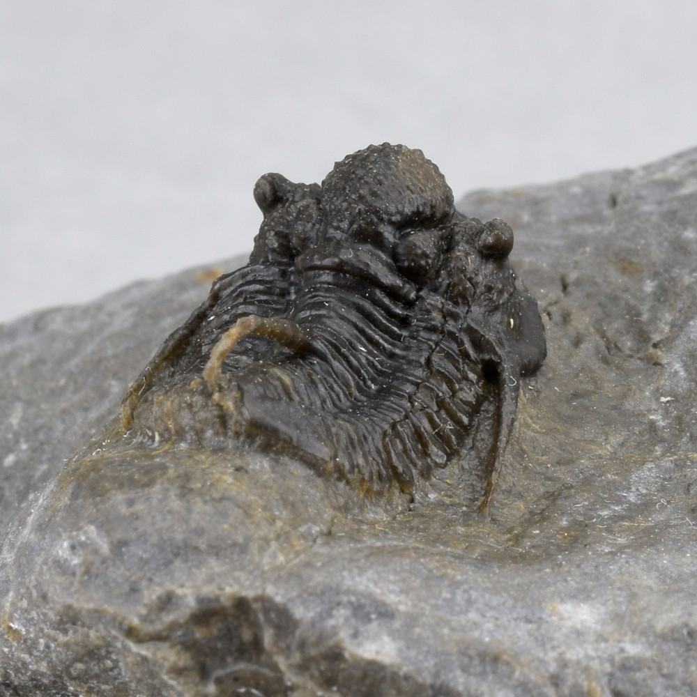 Fine trilobite Cyphaspis sp.