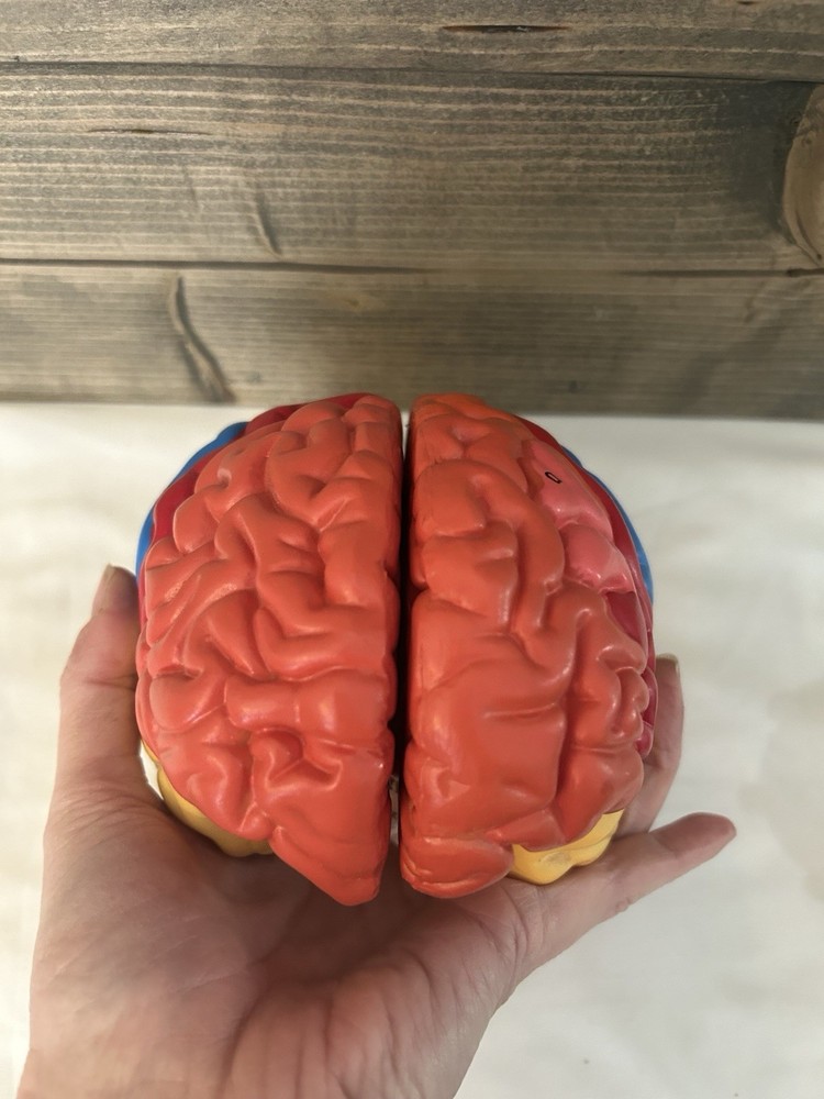 Teaching Model of Colorful Brain Structure Anatomy Model - Numbered Structure