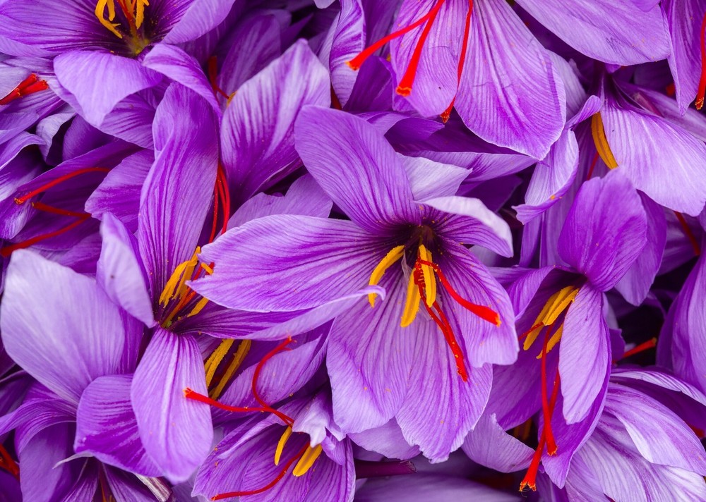 Premium Saffron Threads | Super Negin Grade - 1 Gram