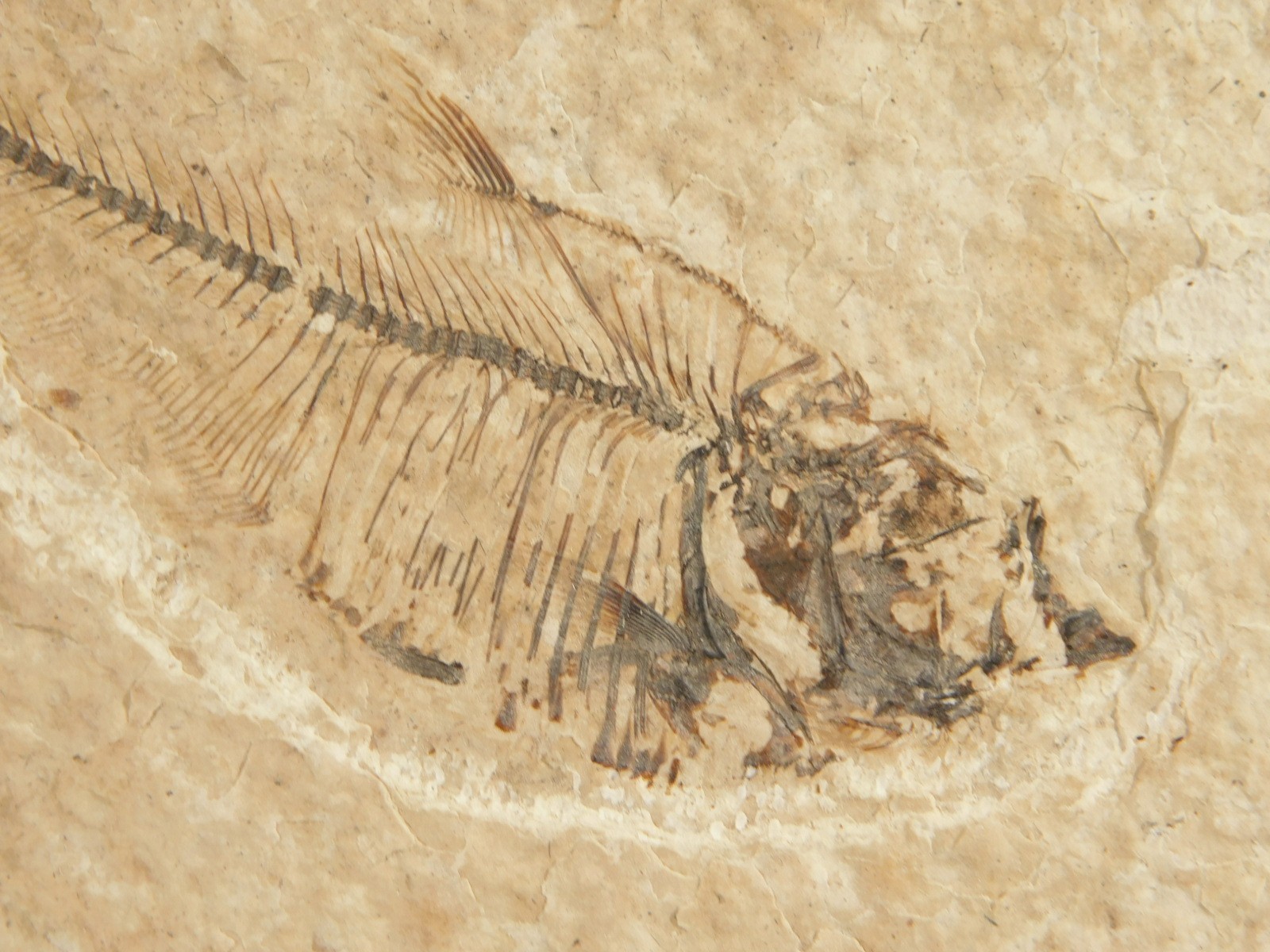 X-RAY Bones! 50 Million Year Old Diplomystus FISH FOSSIL Wyoming 152gr