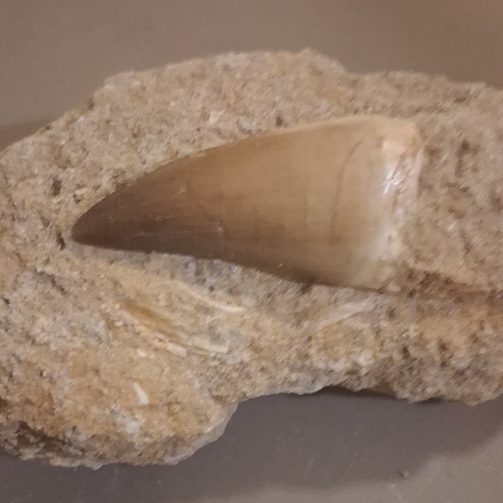 Fossilized Dinosaur Tooth Embedded in Matrix Prehistoric Fossil Specimen