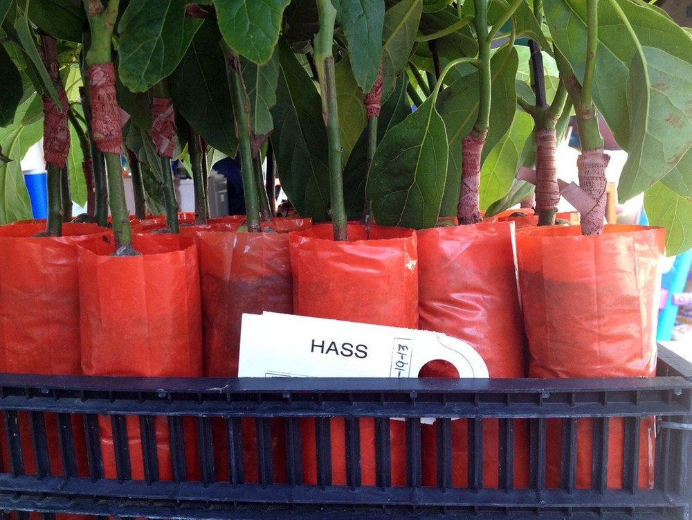 HASS Avocado Tree, Grafted - Live Avocado Tree