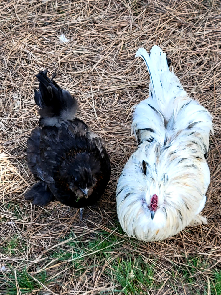 10+ BEAUTIFUL Silkie Hatching Eggs .