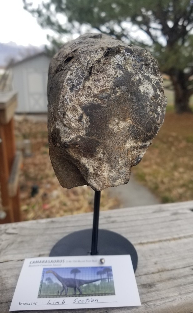 Nice Camarasaurus Limb Section Fossil Dinosaur Jurassic Morrison CO Recent Dig