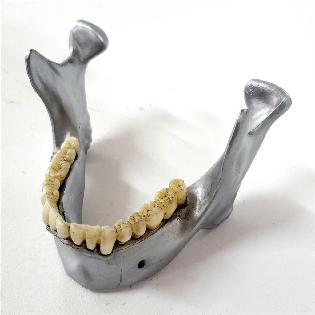 HALLOWEEN HORROR PROP - Realistic resin Human Jaw Business card and pen holder