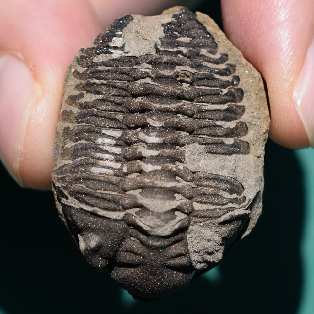 Trilobite, Eldredgeia eocryphaeus: Bolivia devonian trilobite fossil