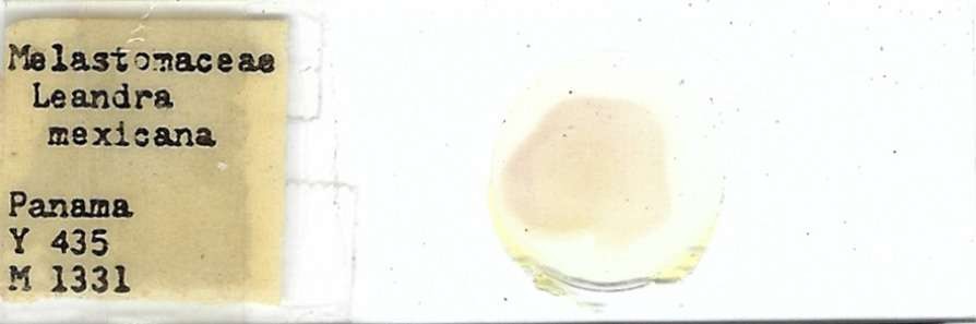 Leandra mexicana Pollen Microscope Slide