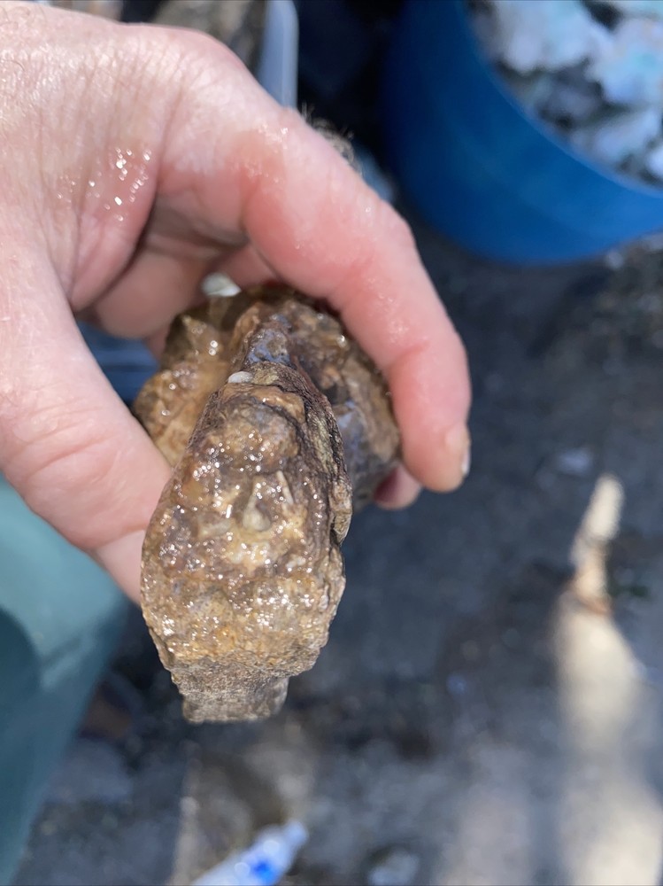 Structural dinosaur bone