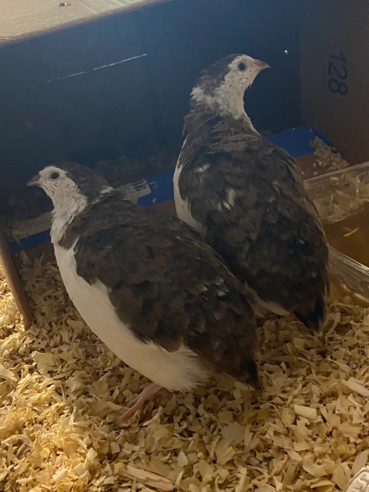 True Blue Celadon Coturnix Quail Hatching Eggs | Blue Egg Layer | Fertile
