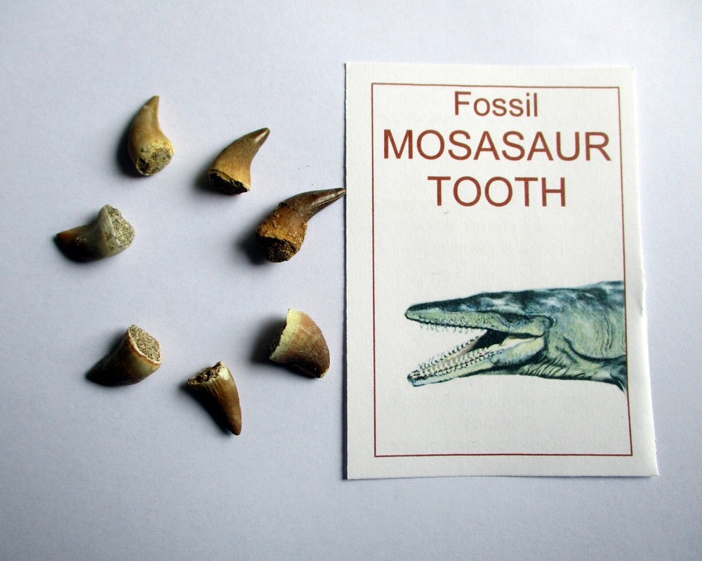 Mosasaur Tooth, great gift idea for children.