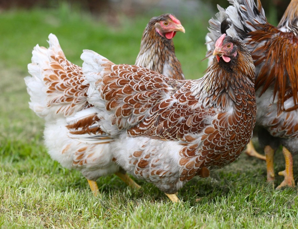 10++ NPIP Blue Laced Red Wyandotte Hatching Eggs - Read Description