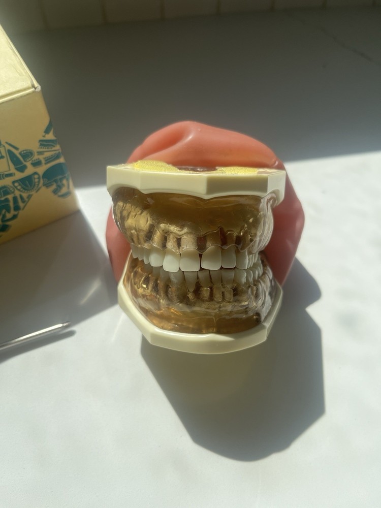 Nissin Dental Mouth Model
