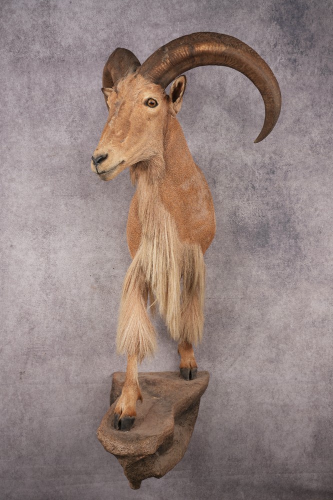 Aoudad SKU 3259