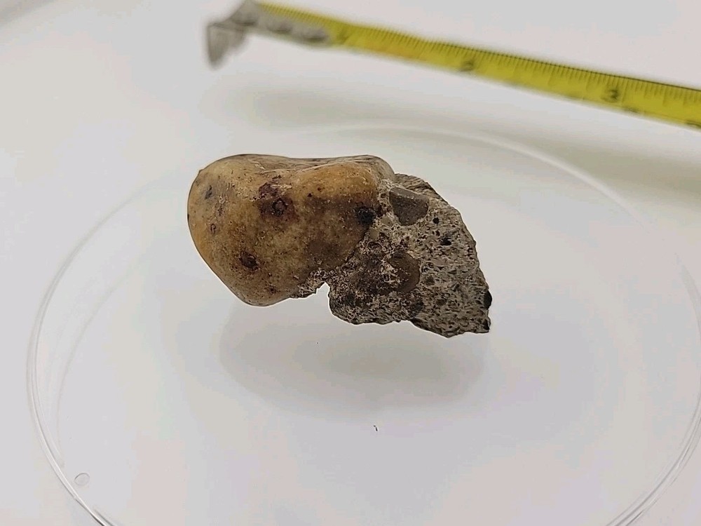 Fossilized Dinosaur HAND CLAW/Knuckle Bone Permineralized Fossil