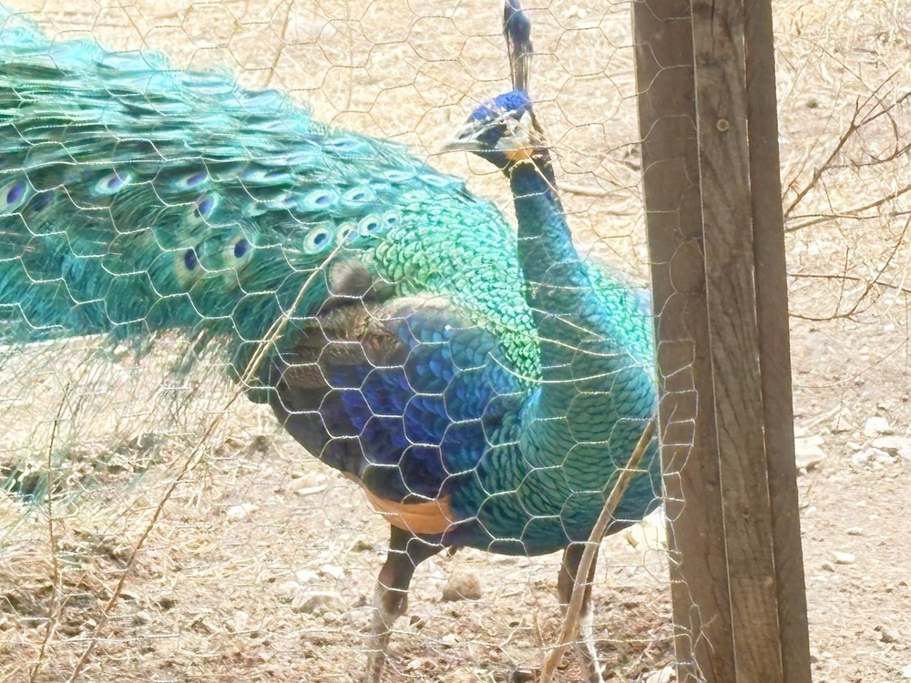 3 Java Green Purple Spaulding hatching eggs.