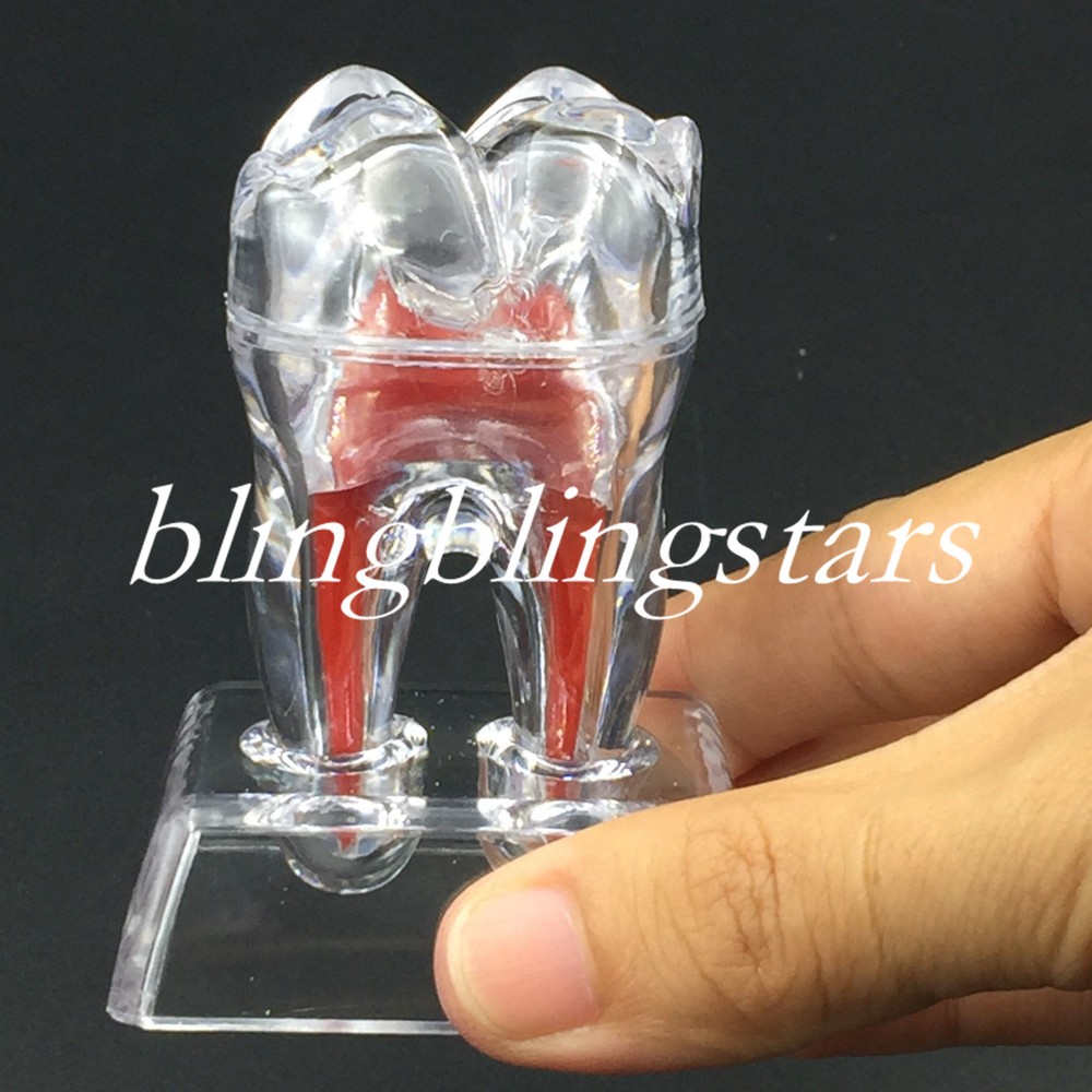 Dental Crystal Base Hard Plastic Removable Teeth Tooth Molar Model Study Supply