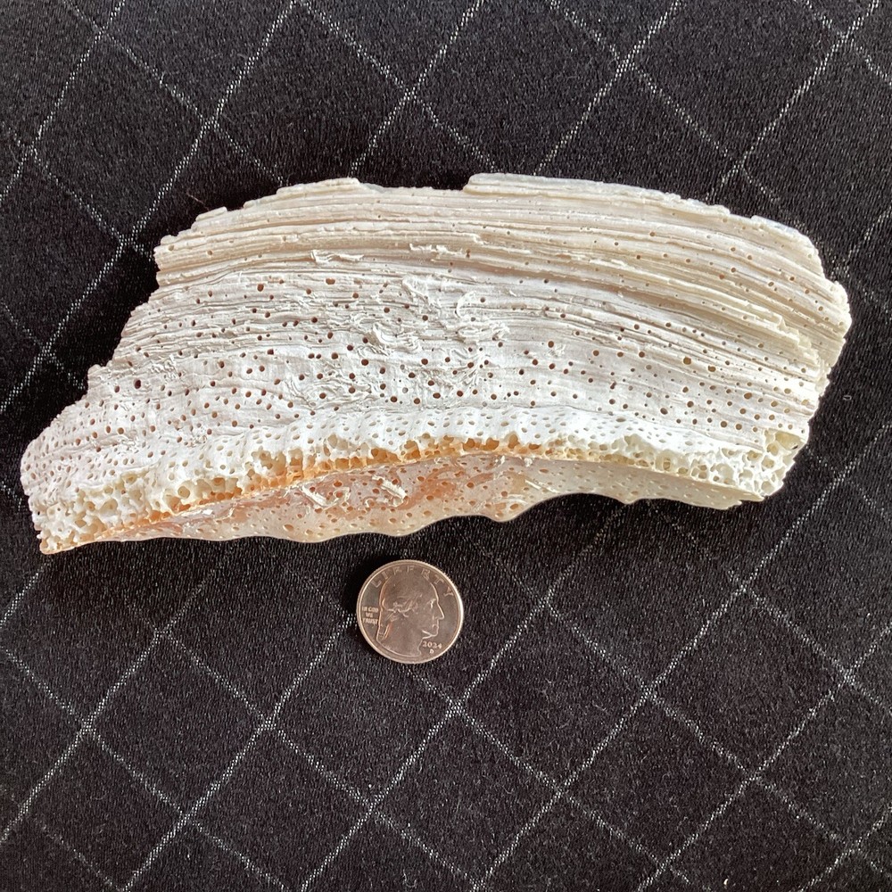 Piece Of Large Shell 7” Long