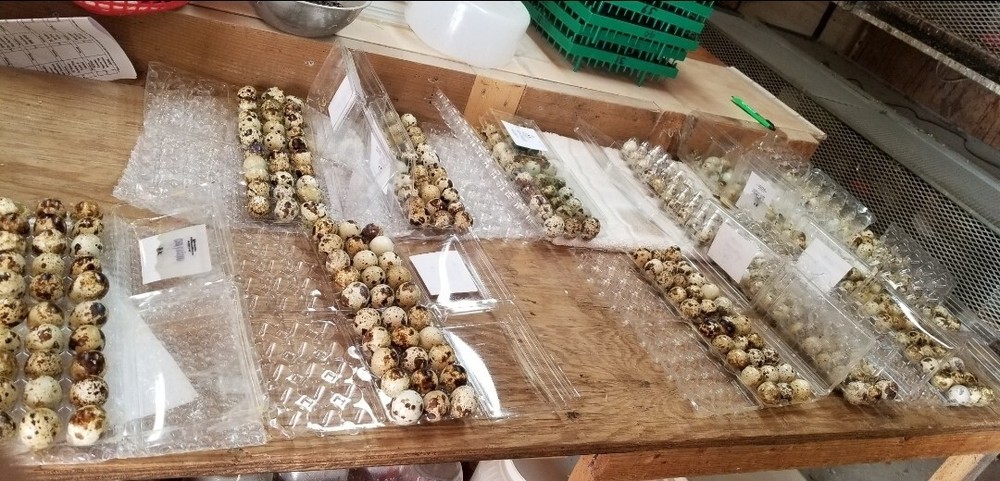 50 + Jumbo Brown Coturnix Quail Hatching Eggs