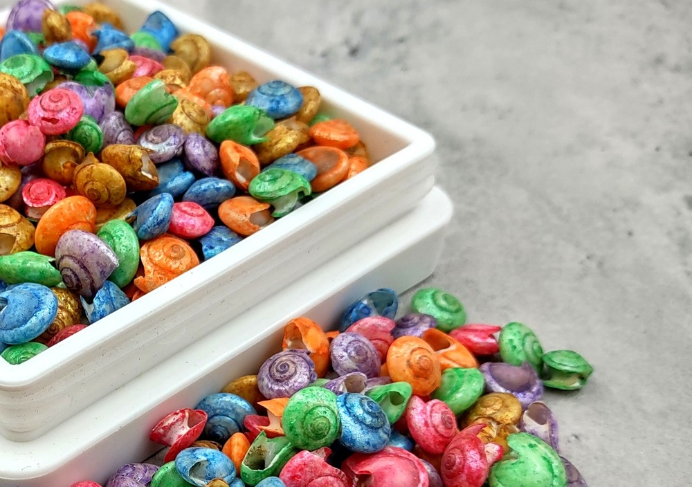 Rainbow Umbonium Shells Dyed Shells (approx. half cup 210+ shells 0.125+ inches)