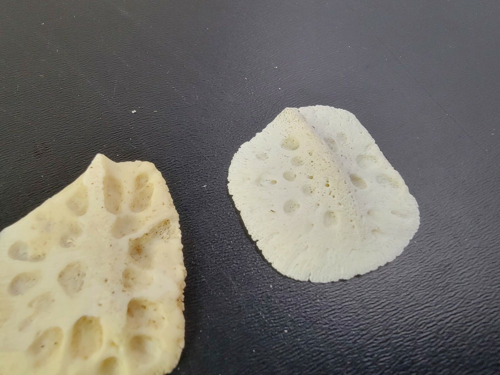 Gator ALLIGATOR BACK SCUTE bone bones BONY skutes croc weird OSTEODERMS CLEAN