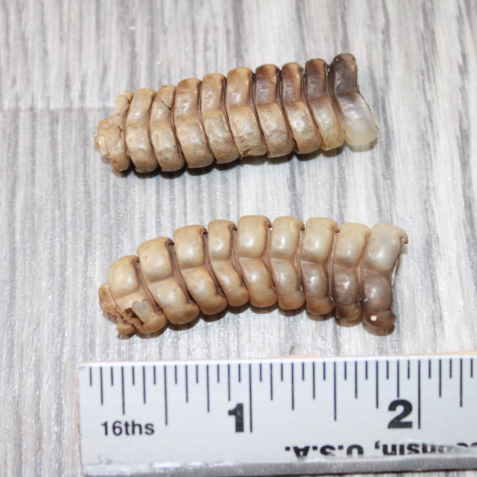 2 Large Rattlesnake Rattles #2063 Taxidermy Diamondback Sidewinder