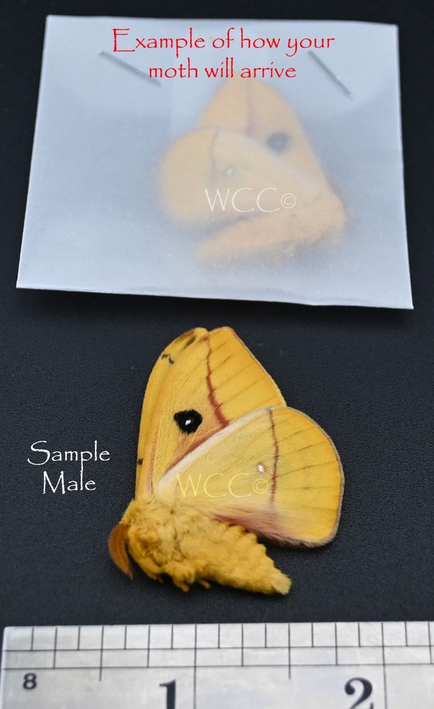 IO MOTH FIVE MALES A+++ QUALITY (UNMOUNTED SPECIMENS)