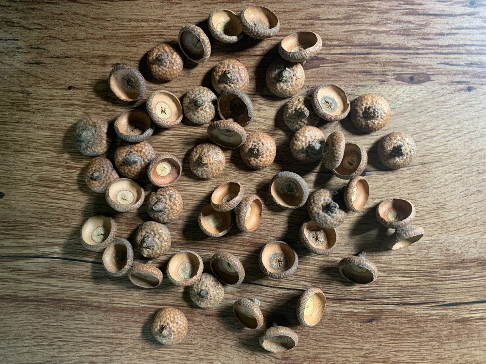 Acorns, Red Oak, 100 count, Without Attached Caps