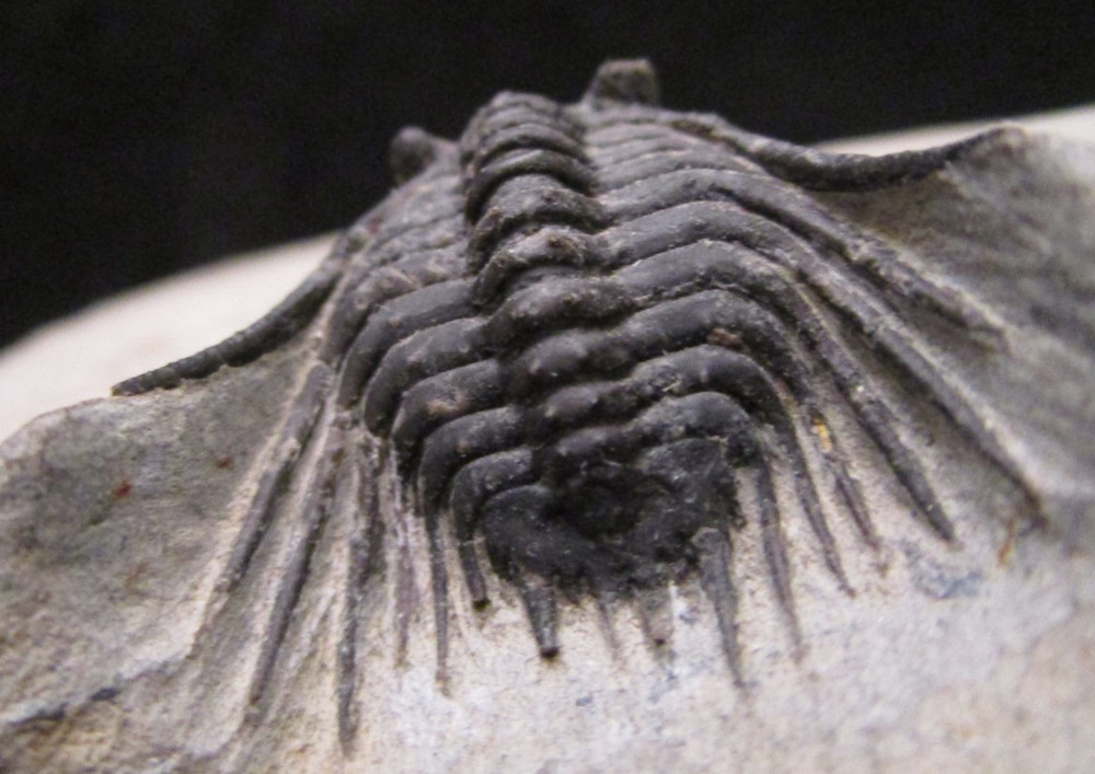Super Spiny leonaspis Trilobite fossil From the Devonian of Morocco