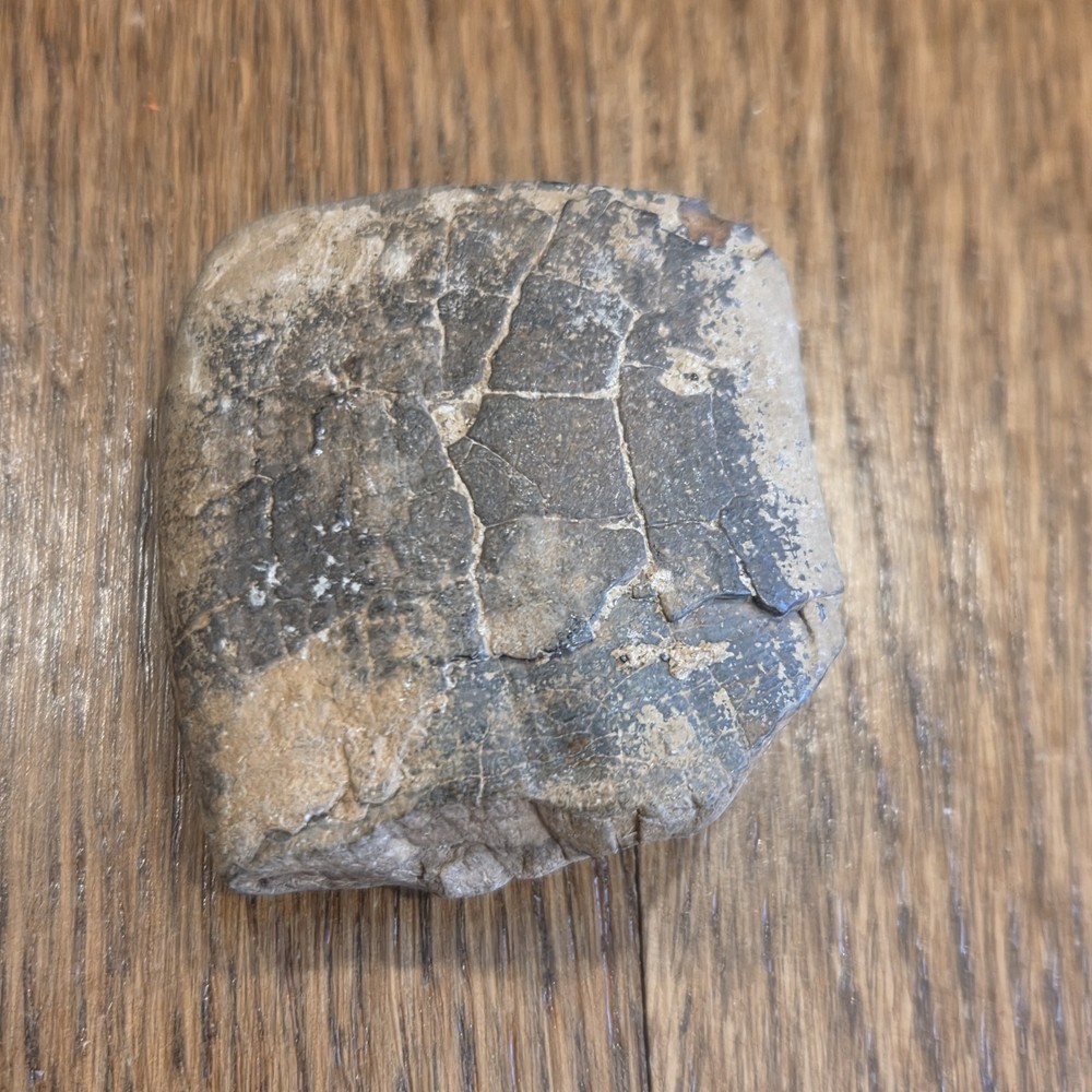 Extinct Sloth Fossil