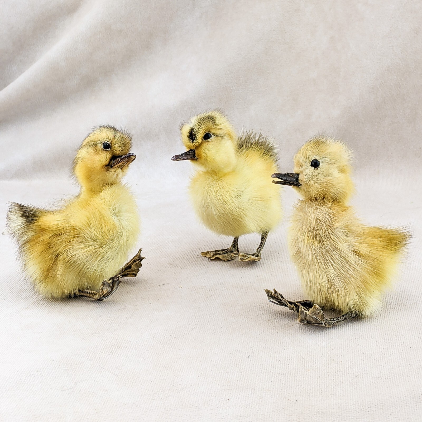 Domestic Duck Duckling taxidermy Collectible Species: A Platyrhynchos domesticus