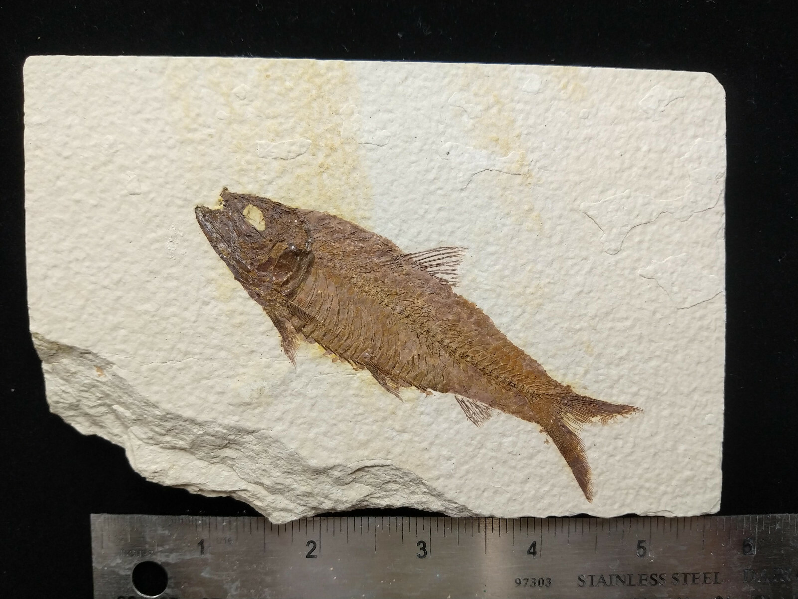 A Grade Knightia eocaena Fossil Fish Green River Formation Wyoming