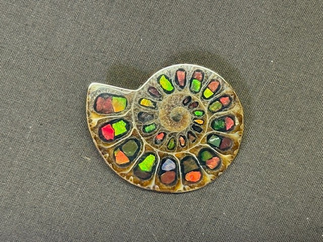 SPECTACULAR RARE,AMMOLITE(CANADA) INLAY IN FOSSIL AMMONITE(MADAGASCAR)SEE VIDEO!