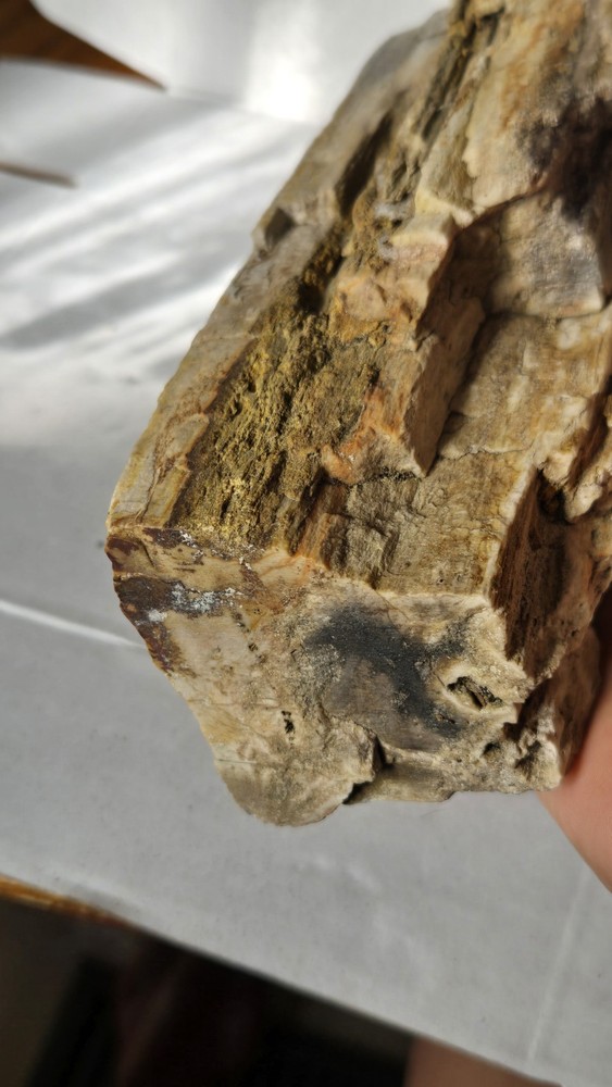 Petrified Wood