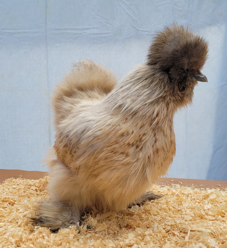 DISCOUNT!! Silkie Hatching Eggs Npip. READ DESCRIPTION!!!