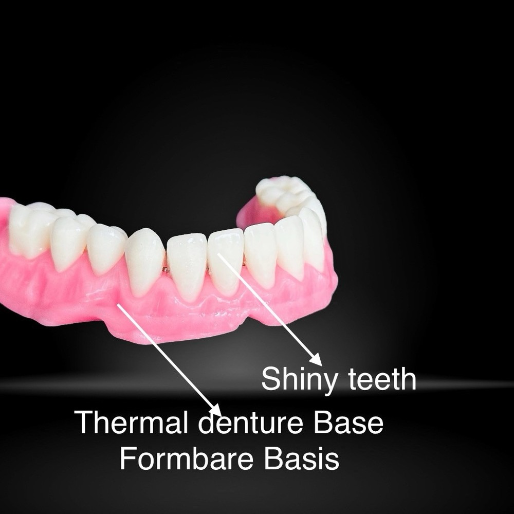 Foam model, teaching model prostheses model dental technology model, tooth