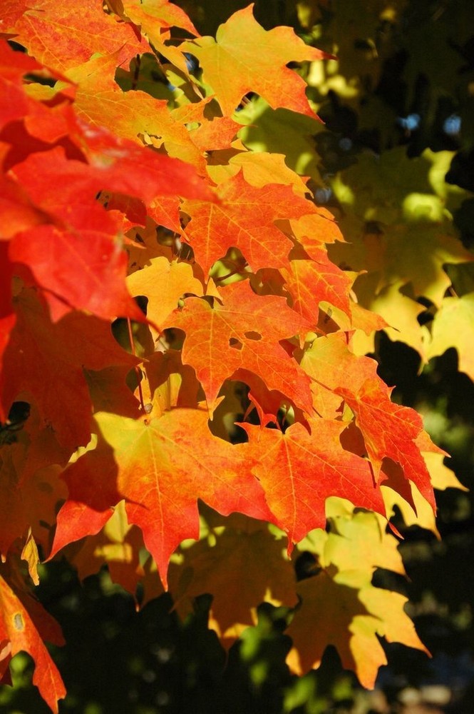 2 Sugar Maple Tree Bare-root (Acer saccharum)