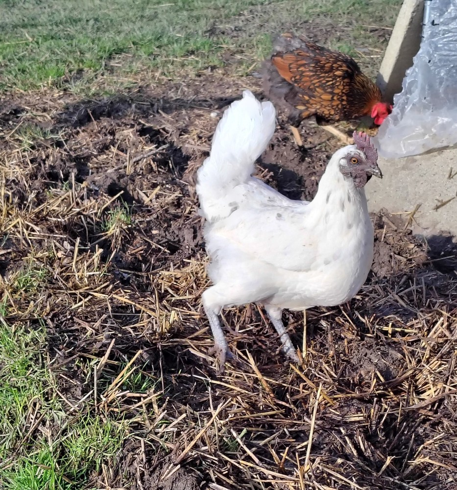 12 Barnyard mix hatching chicken eggs